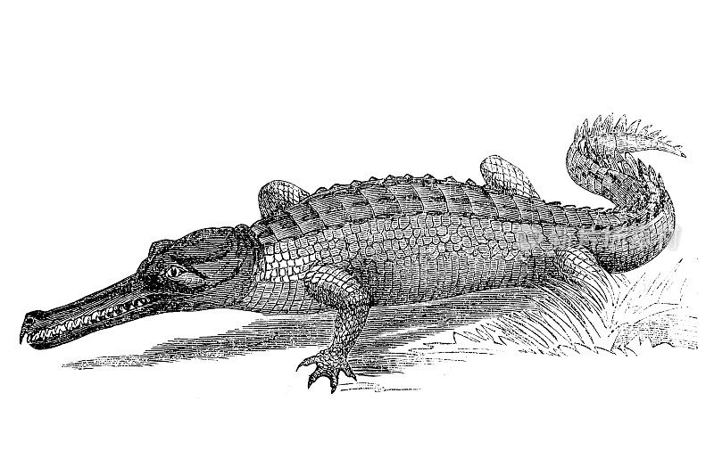 长吻鳄(Gavialis gangeticus)，也被称为长吻鳄或食鱼鳄